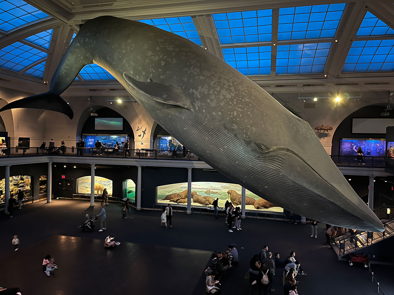 Le Musée d'Histoire Naturelle de New York : les trésors incontournables